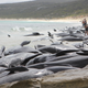 More than 140 pilot whales have died following a mass stranding in Australia.